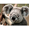 Koala.jpg - Dion Blyther image